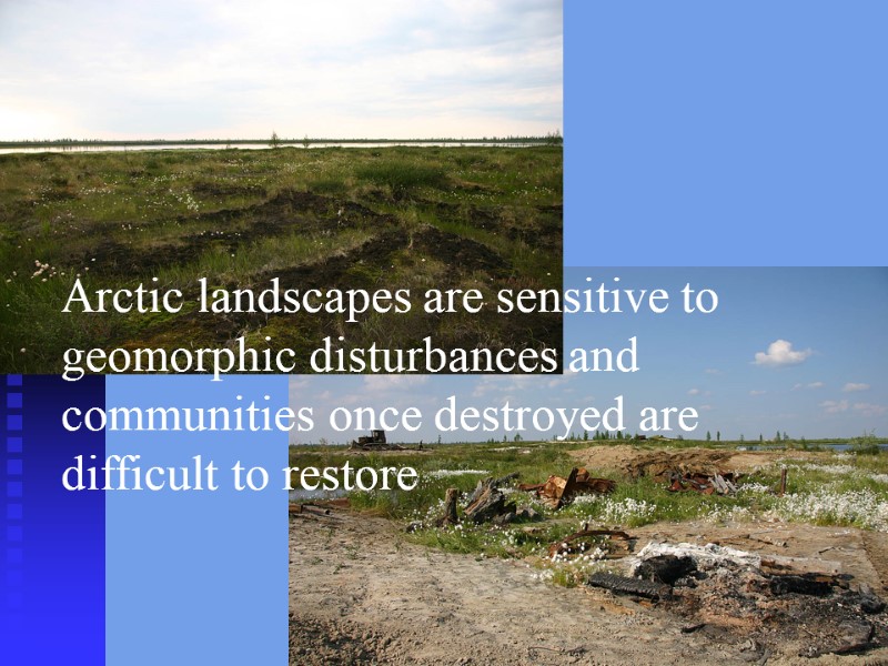 Arctic landscapes are sensitive to geomorphic disturbances and communities once destroyed are difficult to